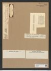 Rhizosolenia imbricata Brightw. (de-Toni-Nr.: Genus 114, Species 3304) Zeichnungen Sammlung Grunow Nr. 6690 (NHMW-BOT-W0375489)